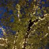 verlichting boom