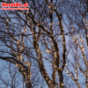Verlichting bomen buiten