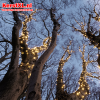 boomverlichting